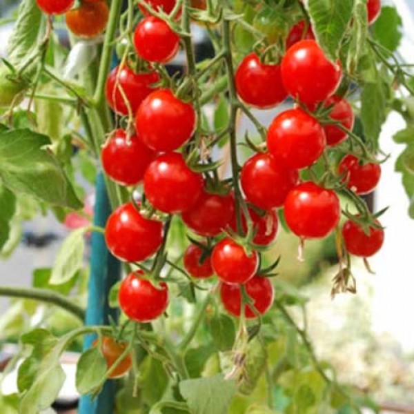 Rotondino_Tomaten_Samen_1.jpg