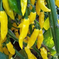 Habanero_Neon_Chili_Samen_1.jpg Habanero_Neon_Chili_Samen_1.jpg