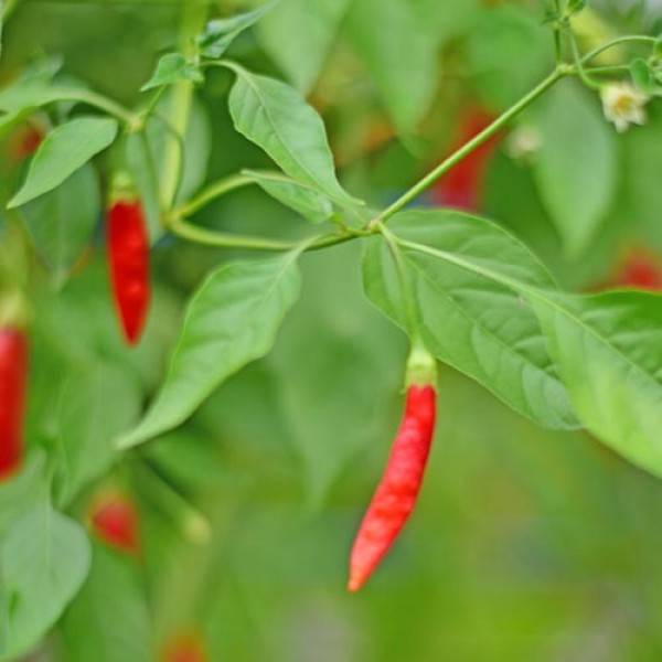 Birgits Locoto Chili Samen