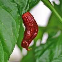 Vorschau: Bio_Carolina_Reaper_Brown_Chili_Samen_01.jpg Vorschau: Bio_Carolina_Reaper_Brown_Chili_Samen_01.jpg