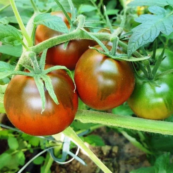 De_Berao_Brown_Tomaten_Samen_1.jpg