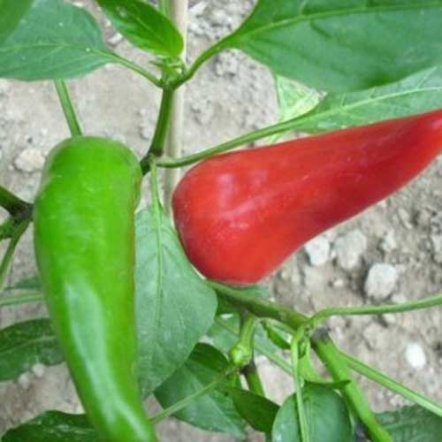 NuMex by Ristra Hatch FERRY Bio-Saatgut Nicht nur Pflanzen: 8000 Samen oder 100 Seeds: New Mexico Big Jim Chili Pepper Samen 