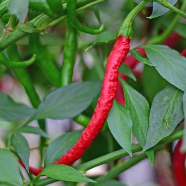 Bio Thunder Mountain Long Horn Chili Samen 1000 Stk.