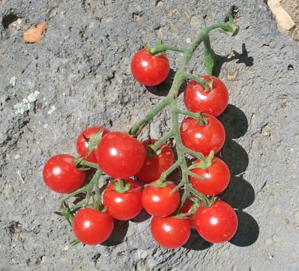 Ugina Tomaten Samen