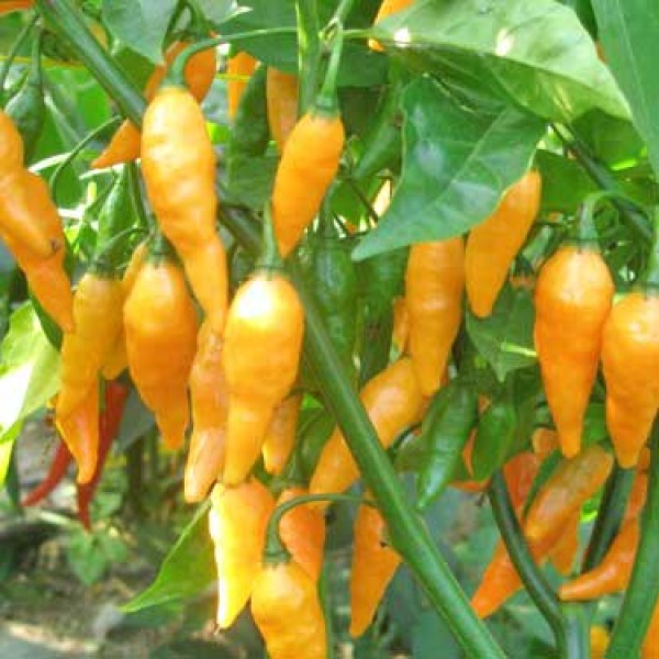 Australian Lantern Chili Samen