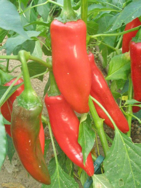 NuMex Conquistador Chili Samen