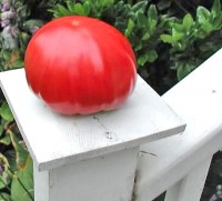 Gigante Johnson Tomaten Samen Gigante Johnson Tomaten Samen