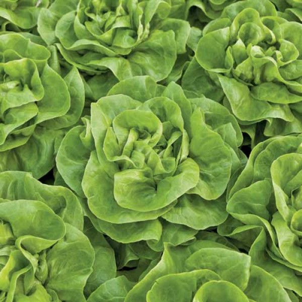 Kopfsalat Weston Pills Samen