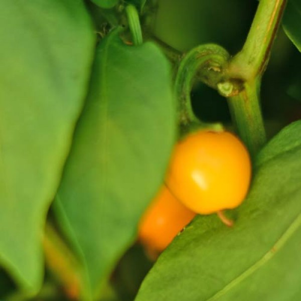 NuMex Pumpkin Spice Chili Samen