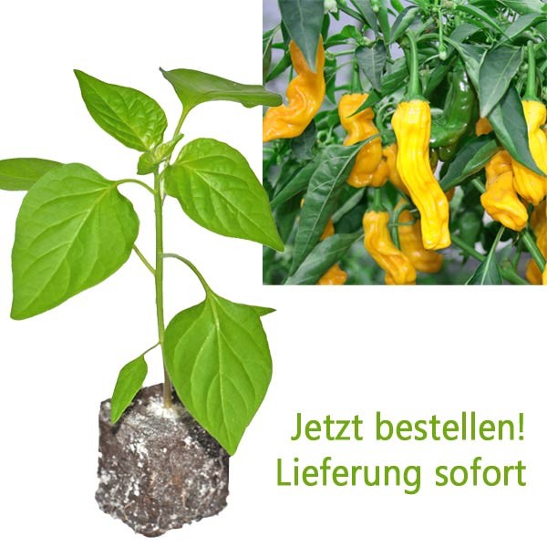 BIO Penis Pepper Yellow Chili-Pflanze