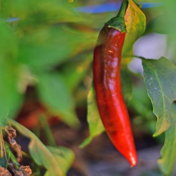 Bio_Cayenne_Fogaras_Chili_Samen_01.jpg