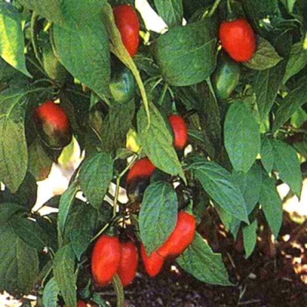 Manzano Rocoto Rojo Chili Samen B-Ware