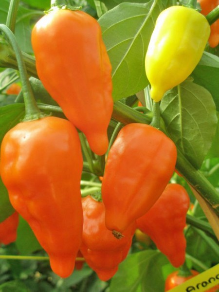Bio Peruviano Arancio Chili Samen