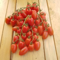 Rotes Tröpfchen Tomaten Samen Rotes Tröpfchen Tomaten Samen
