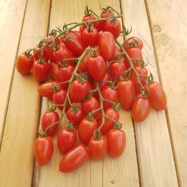 Rotes Tröpfchen Tomaten Samen