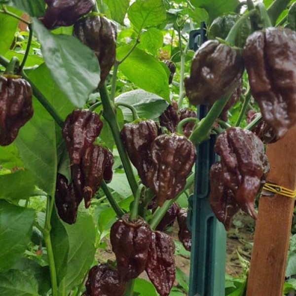 7 Pot Bubblegum Chocolate Chili Samen