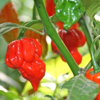 Butch T Trinidad Scorpion Chili Samen Butch T Trinidad Scorpion Chili Samen