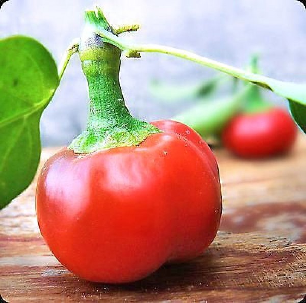 Large Cherry / Kirschpfefferoni Chili Samen B-Ware