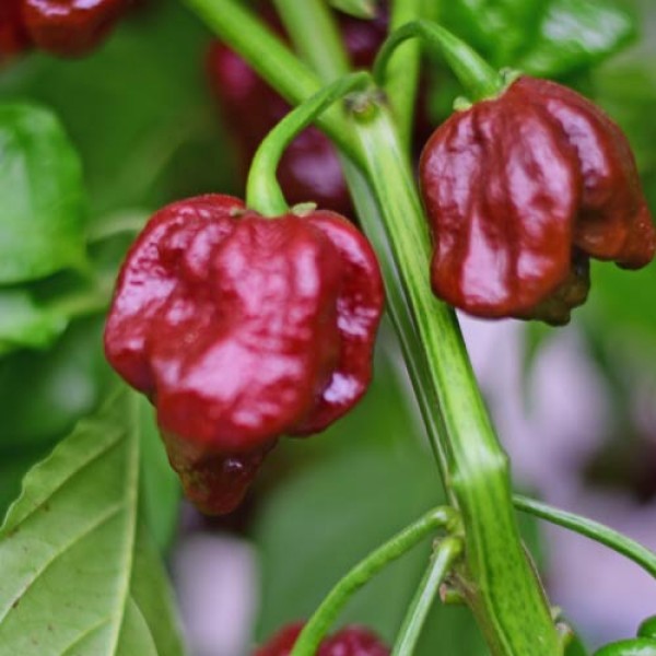 BIO 7 Pot Long LG Chili Samen 1000 Stk.