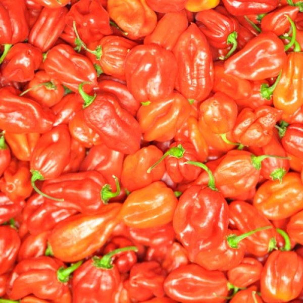 BIO Habanero rot frisch 500g