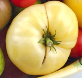 Riesen-Tomate frisch 10 Korn White Wonder Fleischtomate sortenecht 