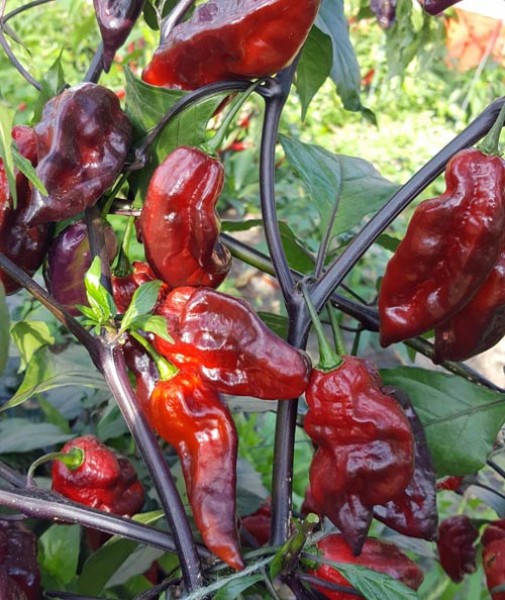 Yaki Blue Fawn Chilisamen bestellen