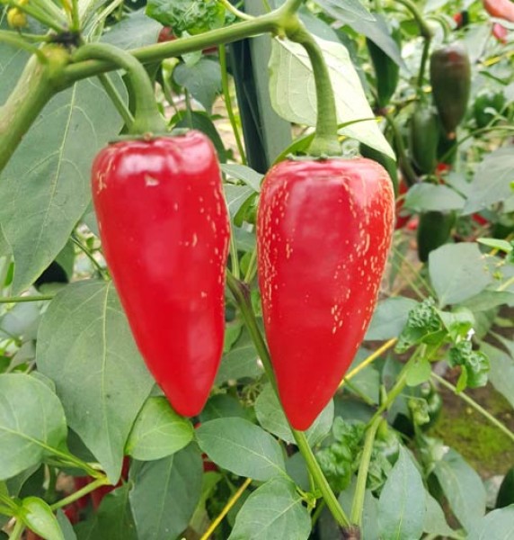 Bio Jalapeno Giant Chili Samen