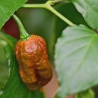 Carolina_Reaper_Caramel_Chili_Samen_01.jpg Carolina_Reaper_Caramel_Chili_Samen_01.jpg
