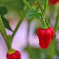 Bio Habanero Red Chili Samen Bio Habanero Red Chili Samen