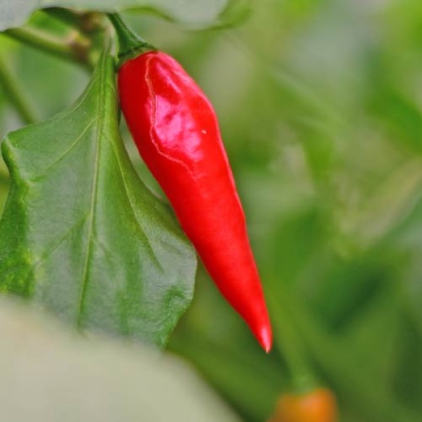 Bio Habanero Maya Red Chili Samen 1000 Stk.