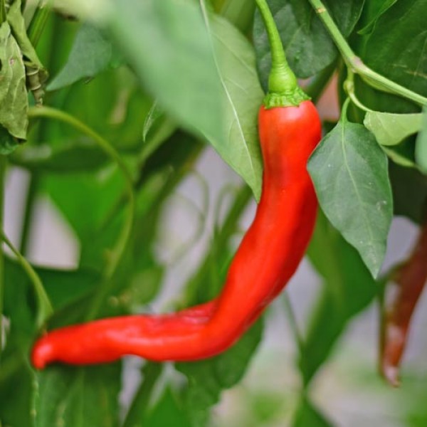 Bio Long Red Ringo Chili Samen