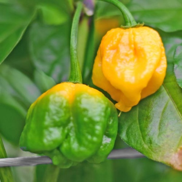 Bio Carolina Reaper Yellow Chili Samen 1000 Stk.