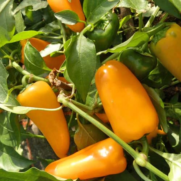 Yellow_Pepper_Dwarf_Chili_Samen_1.jpg