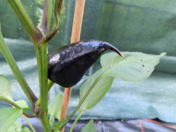 Black Heart Chili Samen B-Ware