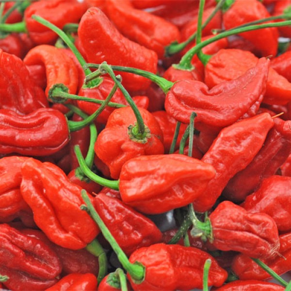 Bhut Jolokia rot Chili frisch 100g