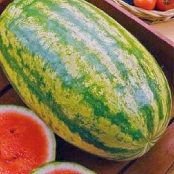 Wassermelone_Klondike_Blue_Ribbon_Samen_1.jpg