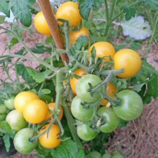 Window Box Yellow Tomaten Samen