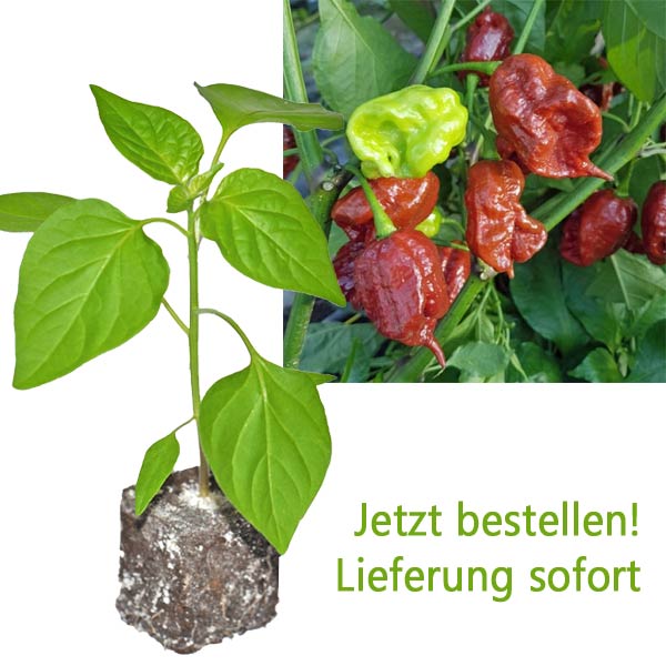 Bio Carolina Reaper Brown ChiliPflanze bestellen