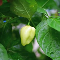 Bio Habanero Big White Chili Samen Bio Habanero Big White Chili Samen