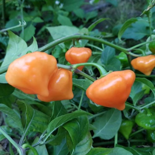 Orange Ufo Chili Samen