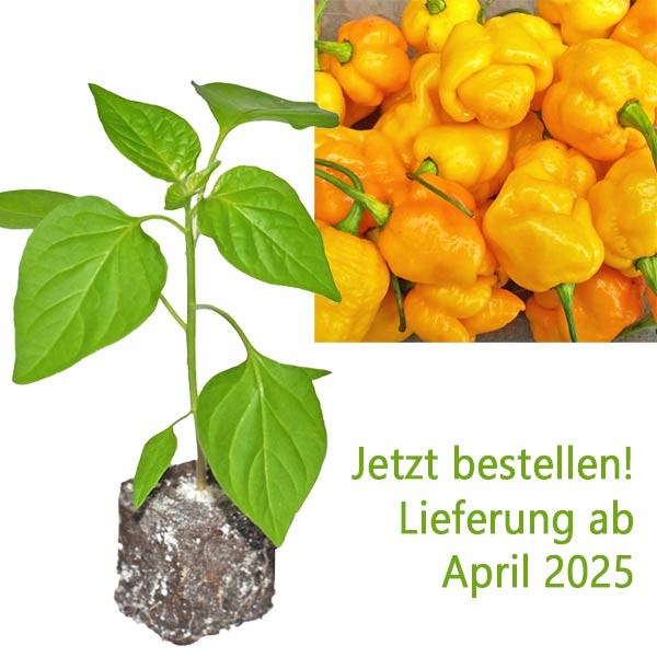 BIO_7_Pot_Brainstrain_Yellow_Chili-Pflanze_01.jpg