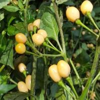 Capezzoli_di_Scimmia_Chili_Samen_1.jpg Capezzoli_di_Scimmia_Chili_Samen_1.jpg