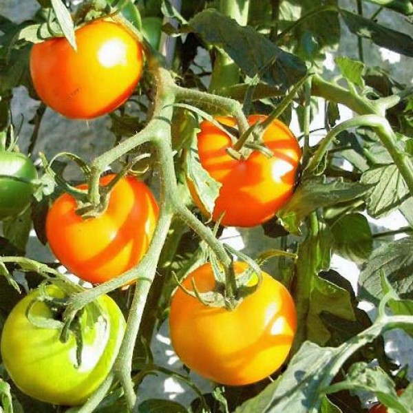 Auriga_Tomaten_Samen_1.jpg