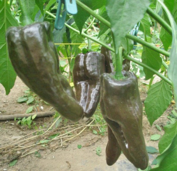 Ancho Mulato Chilisamen bestellen