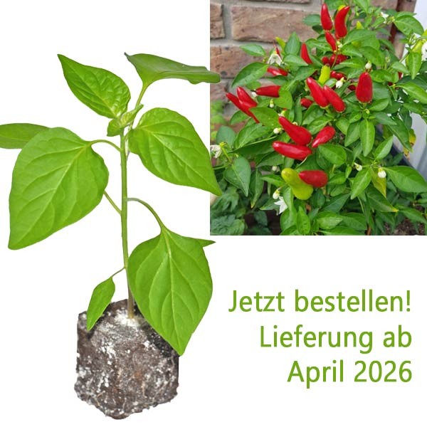 BIO_Feuerkuesschen_rot_Chili-Pflanze_01.jpg