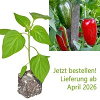 BIO_Jalapeno_Chili-Pflanze_01.jpg BIO_Jalapeno_Chili-Pflanze_01.jpg
