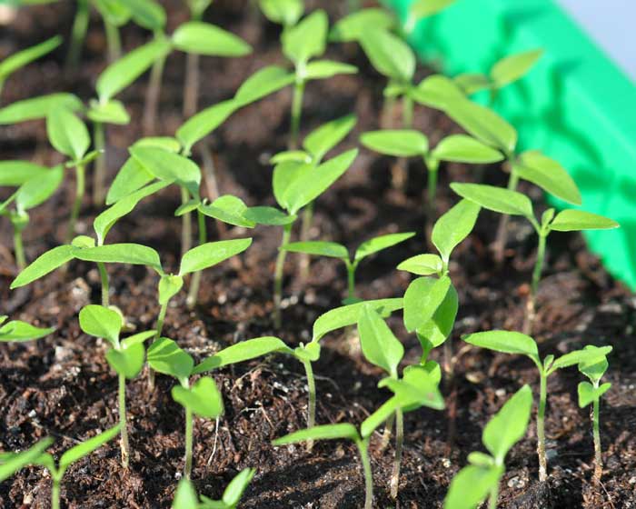 Anleitung zum Pikieren von Chili-Pflanzen - chili-shop24.de