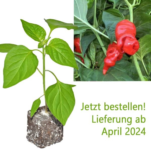 BIO Peter Pepper / Penis-Chili-Pflanze