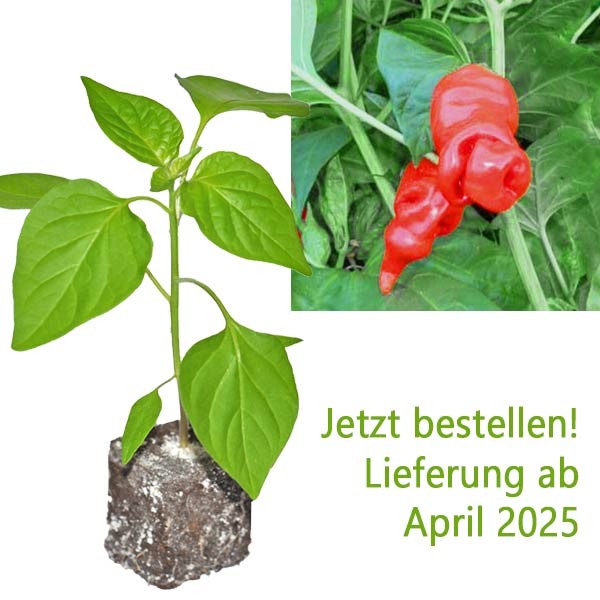 BIO_Peter_Pepper-_Penis-Chili-Pflanze_01.jpg