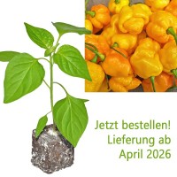BIO_7_Pot_Brainstrain_Yellow_Chili-Pflanze_01.jpg BIO_7_Pot_Brainstrain_Yellow_Chili-Pflanze_01.jpg